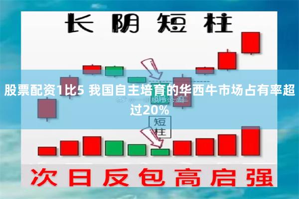 股票配资1比5 我国自主培育的华西牛市场占有率超过20%